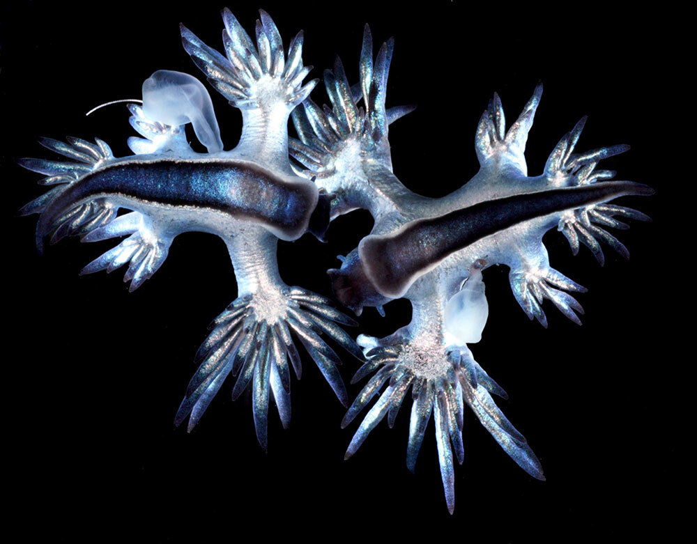 The beautiful Glaucus atlanticus, known as the blue sea dragon, is a sea slug that swallows air to stay afloat, feeding on jellies that live near the ocean's surface.