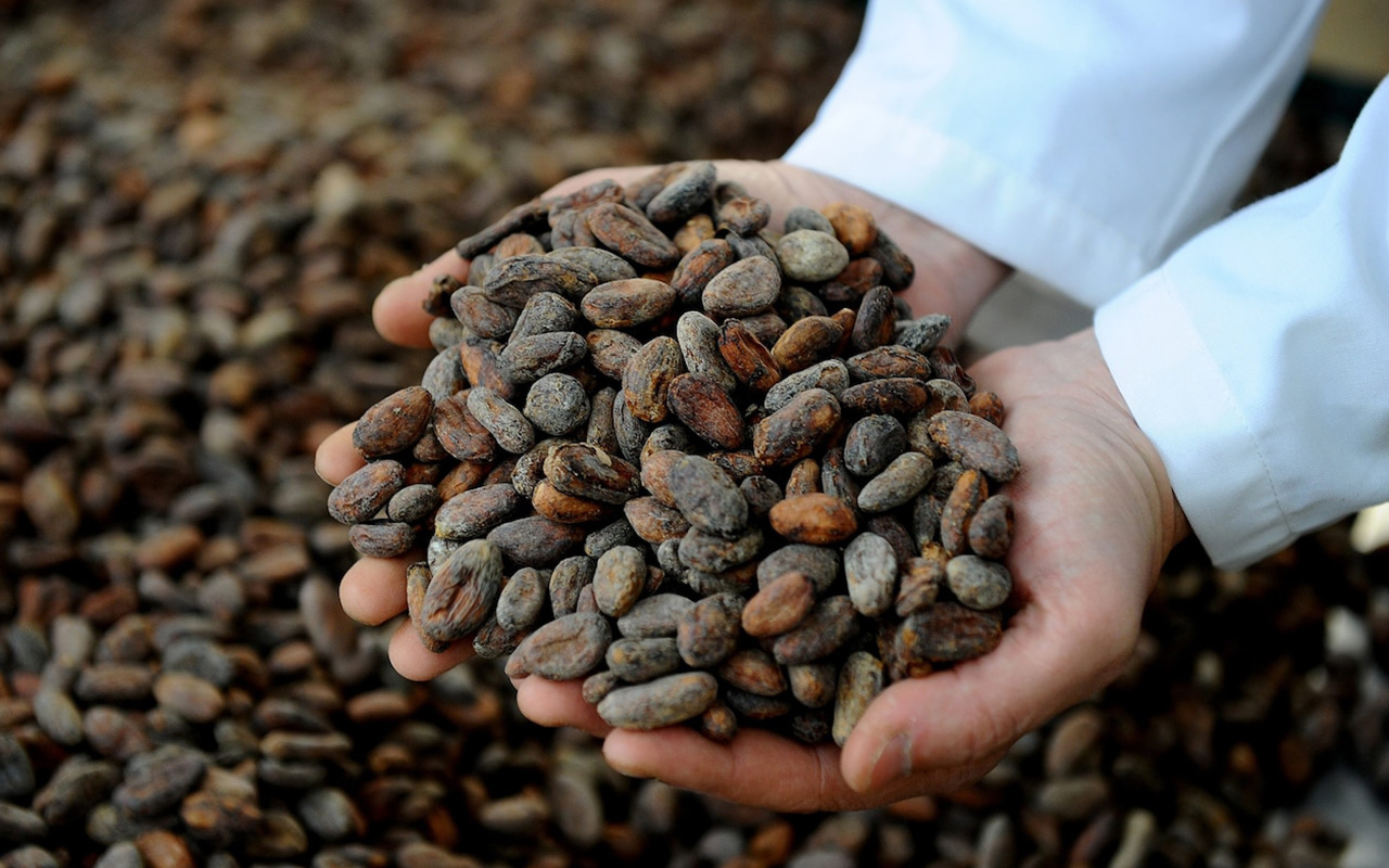 Ecuador has become famous for world-class, gourmet chocolate made from native cacao varieties.