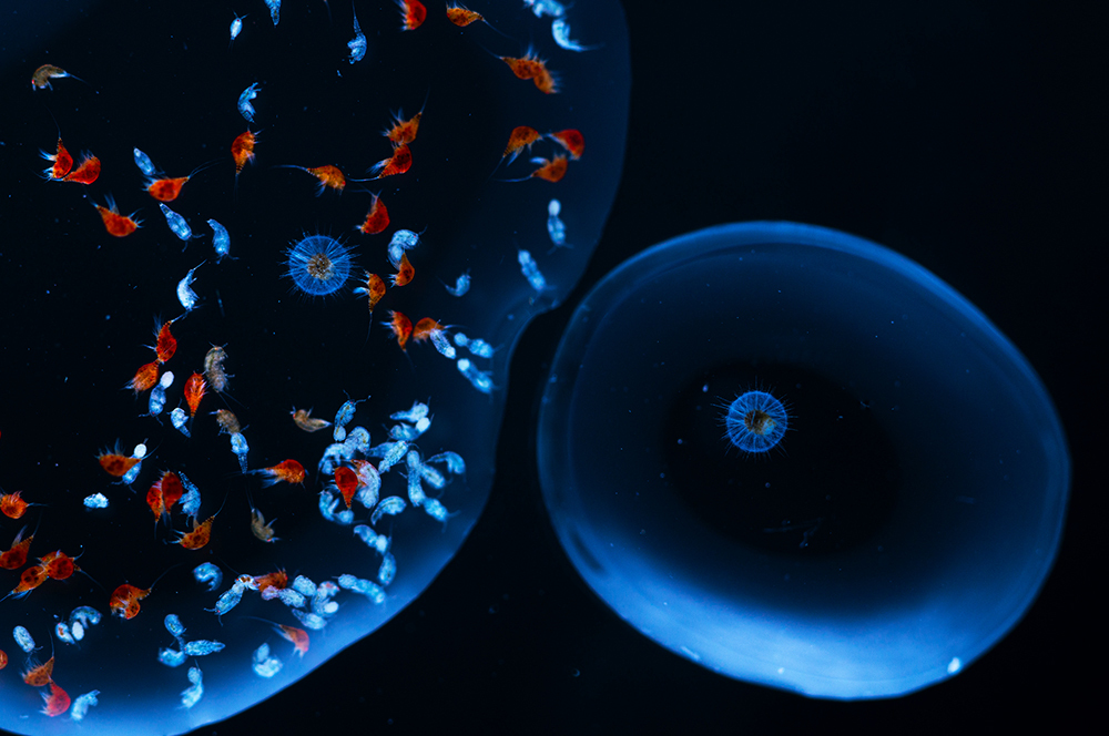 Two radiolarians, measuring about 700 microns across, drift inside sea water droplets.