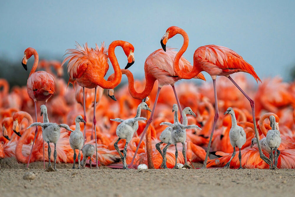flamingo chicks