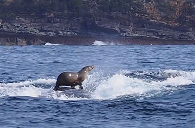 Seal on a whale