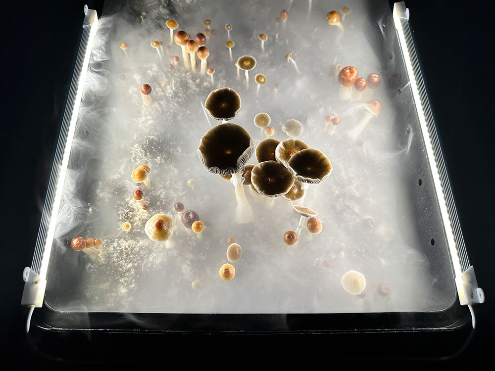 Psilocybin mushrooms stand ready for harvest in a humidified "fruiting chamber" in Connecticut.