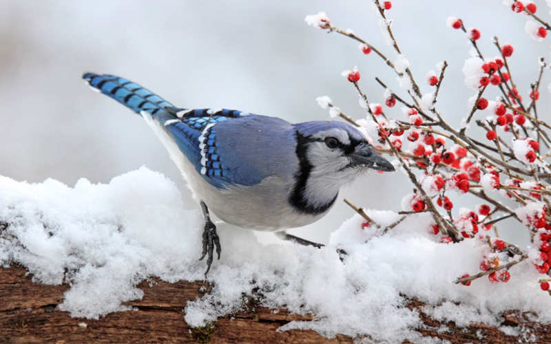 A blue jay munches on winter berries in Massachusetts.