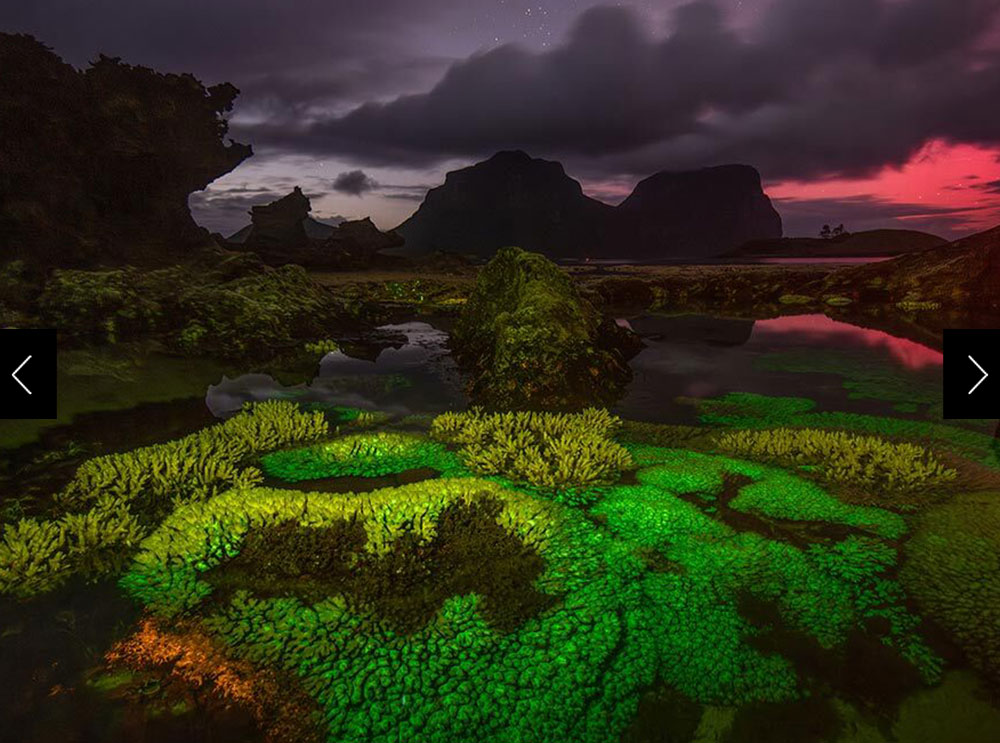 Hard corals in the shallow Lord Howe Island lagoon at night; living coral tissue fluoresces bright green, whereas the yellow and non-flouresence tops of coral colonies are now dead.