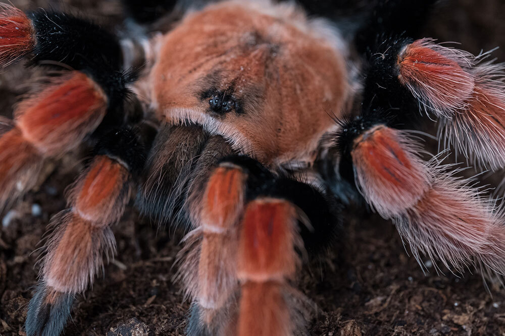 A captive-bred Mexican fireleg tarantula