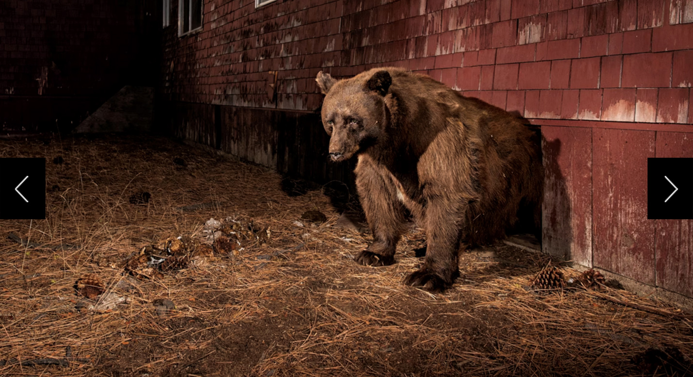 A black bear emerges from under an abandoned house in South Lake Tahoe, California.