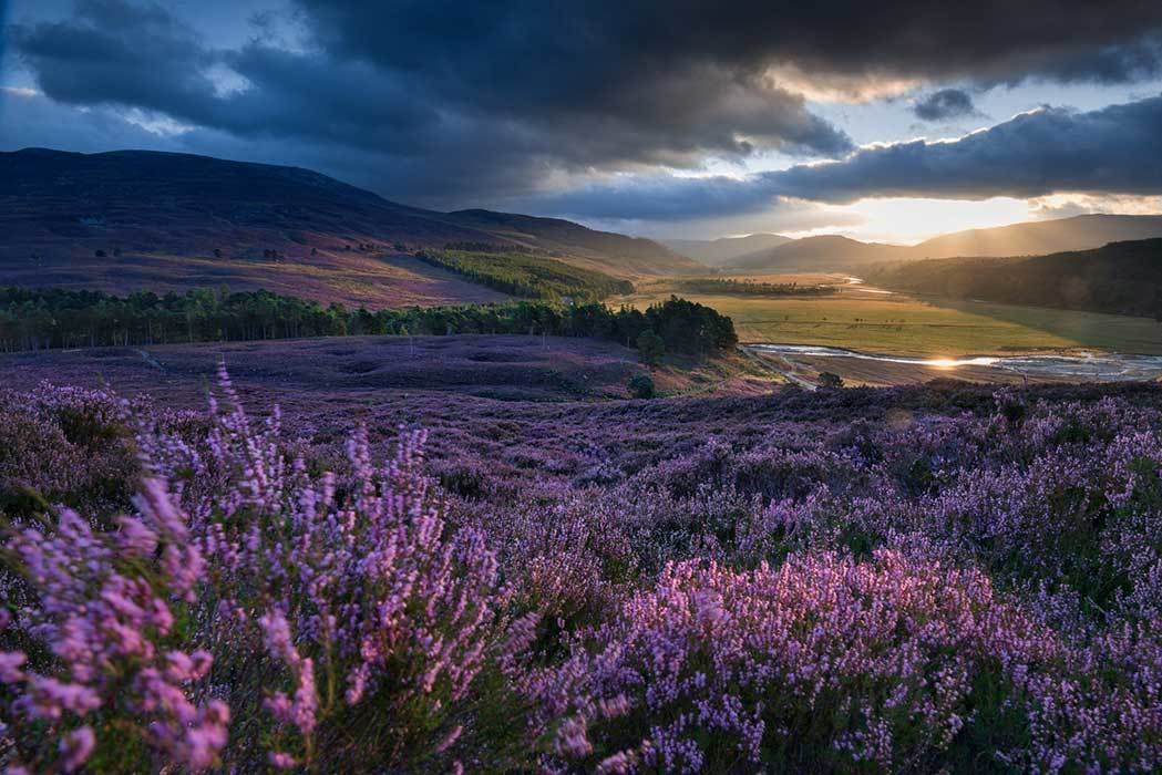 The trademark of moorland is heather, a perennial that blooms in shades of pink and white as well as purple.