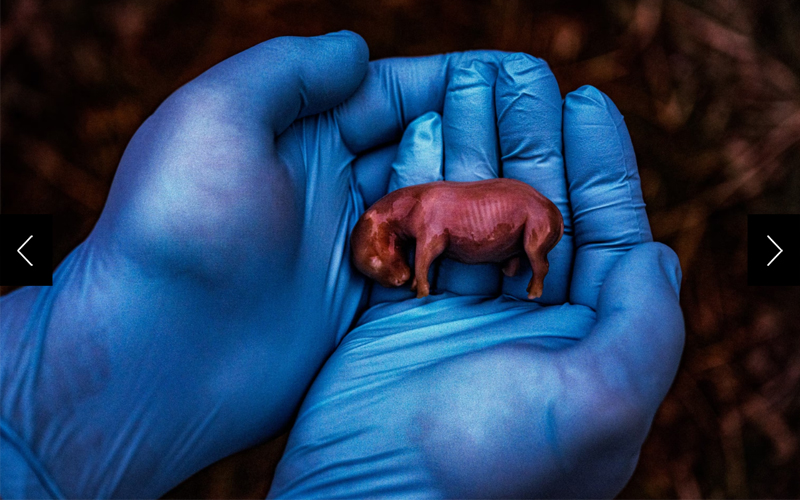 IVF pregnancies could save near-extinct species 