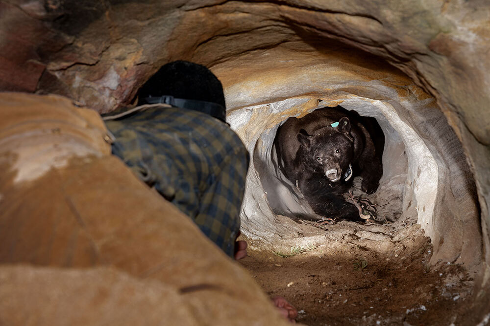 a bear in a narrow cave.