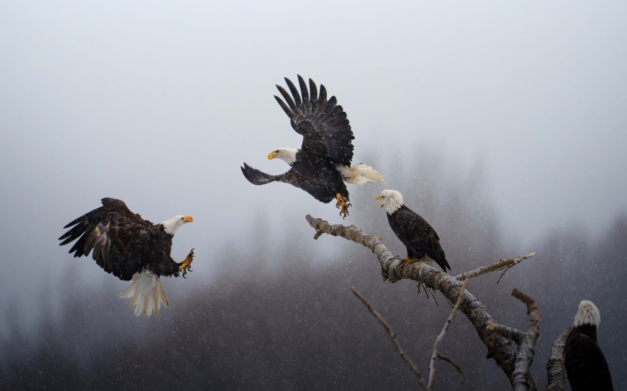 A bald eagle arrives to steal a perch on a tree log that offers a strategic view of the shoreline at the Chilkat Bald Eagle Preserve in Alaska.