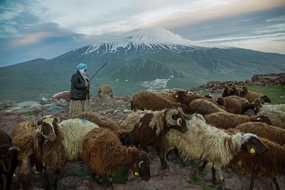 A shepherd and his flock near Mt. Ararat in eastern Turkey. Many people have looked for evidence of the Ark on its slopes, despite the fact that the Book of Genesis describes the Ark as coming to rest in an yet-unidentified range of mountains in western Asia.