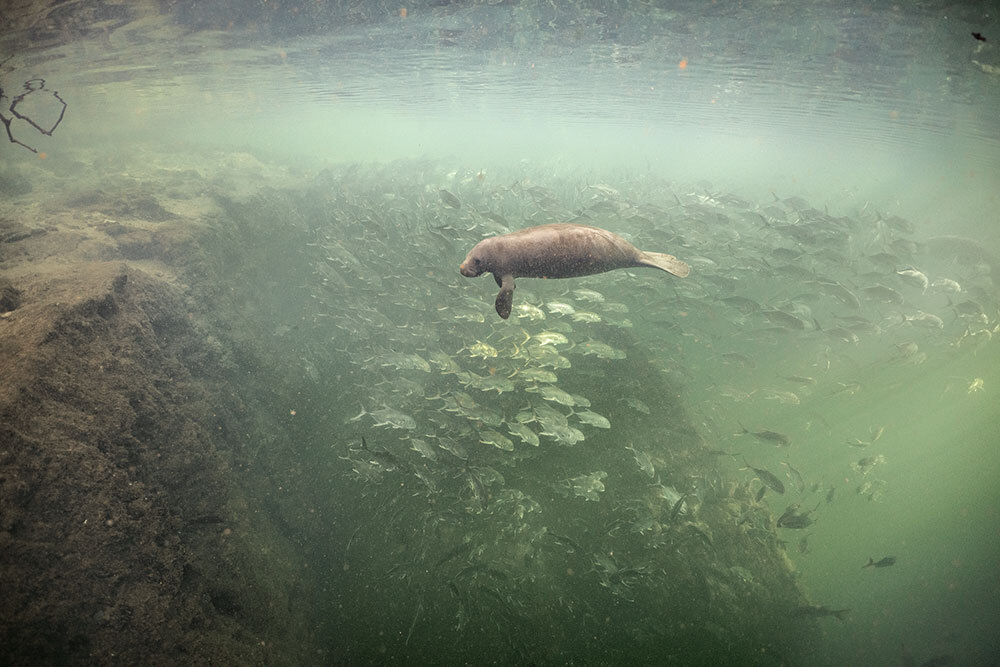 A picture of a manatee swimming near a school of fish