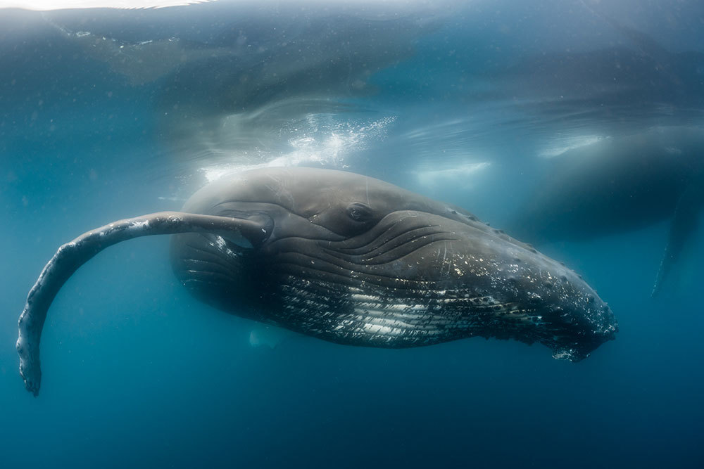 A photo of a whale in the ocean