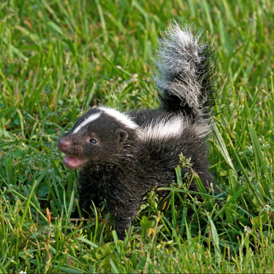 ​During the day, baby skunks snuggle with their siblings in dens lined with leaves. At night, they’ll sometimes follow Mom out to search for food in their North, Central, and South American habitats.