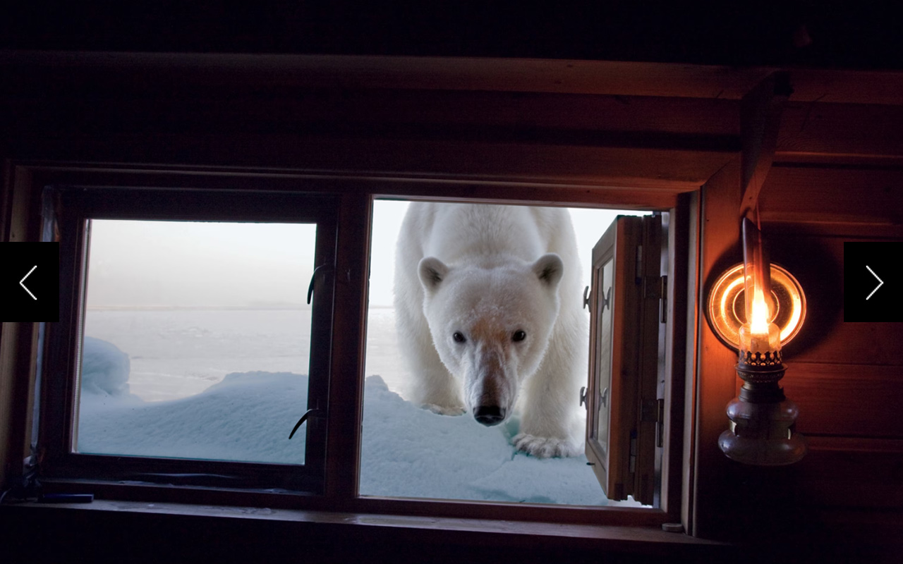 Paul Nicklen was in Svalbard, Norway, when he had this close encounter. “I had spent my whole childhood and most of my adult years learning to live with these beautiful animals in Canada’s Arctic, where interactions like this were not exactly unusual,” he said. 