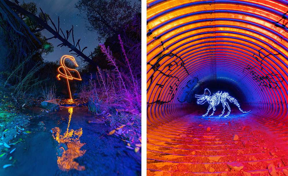 Light paintings of a flamingo and a Triceratops