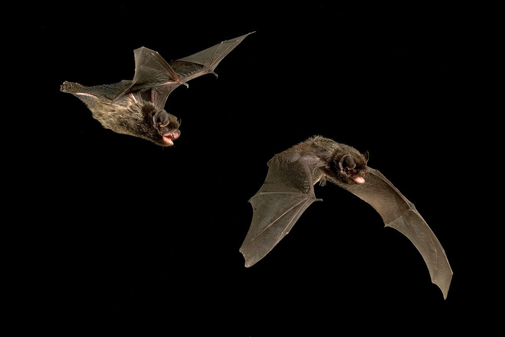 A digital composite image showing a silver-haired bat during flight against a black background