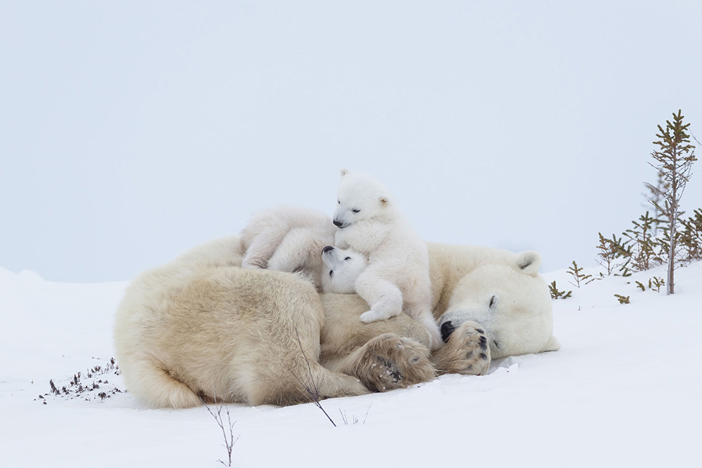 Twin cubs who are playing with each other on their mother who is resting after nursing in Wapusk National Park, Churchill, Manitoba, Canada