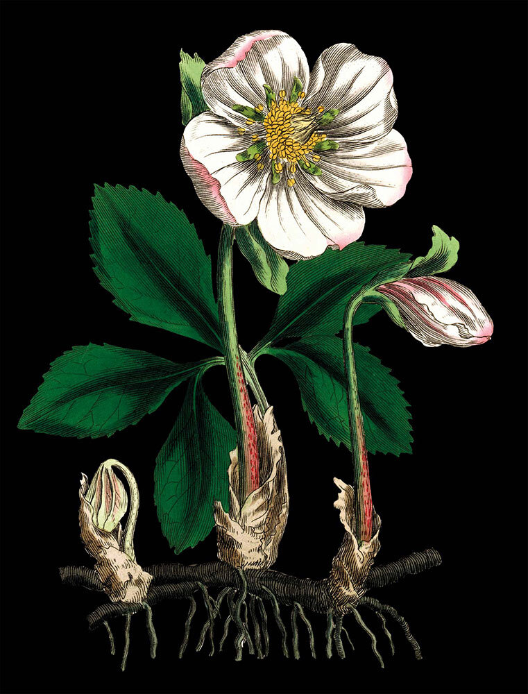 illustration of the plant hellebore