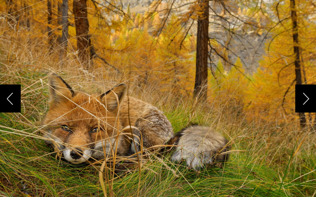 What’s that lying in wait, camouflaged in the autumn woods in Italy's Gran Paradiso National Park? Animals have evolved ways to camouflage into their environment, a tactic that helps them stay safe or sneak up on their prey. 