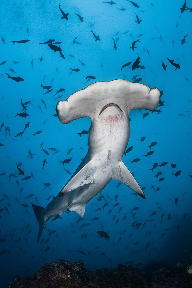 a hammerhead shark swims