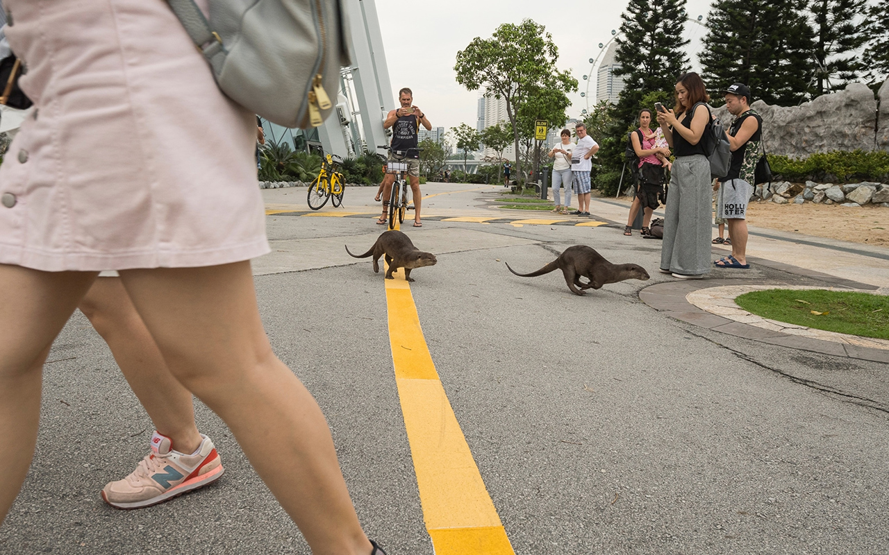 Otters cross a street as tourists take their photo near Gardens by the Bay, a popular nature park in Singapore.