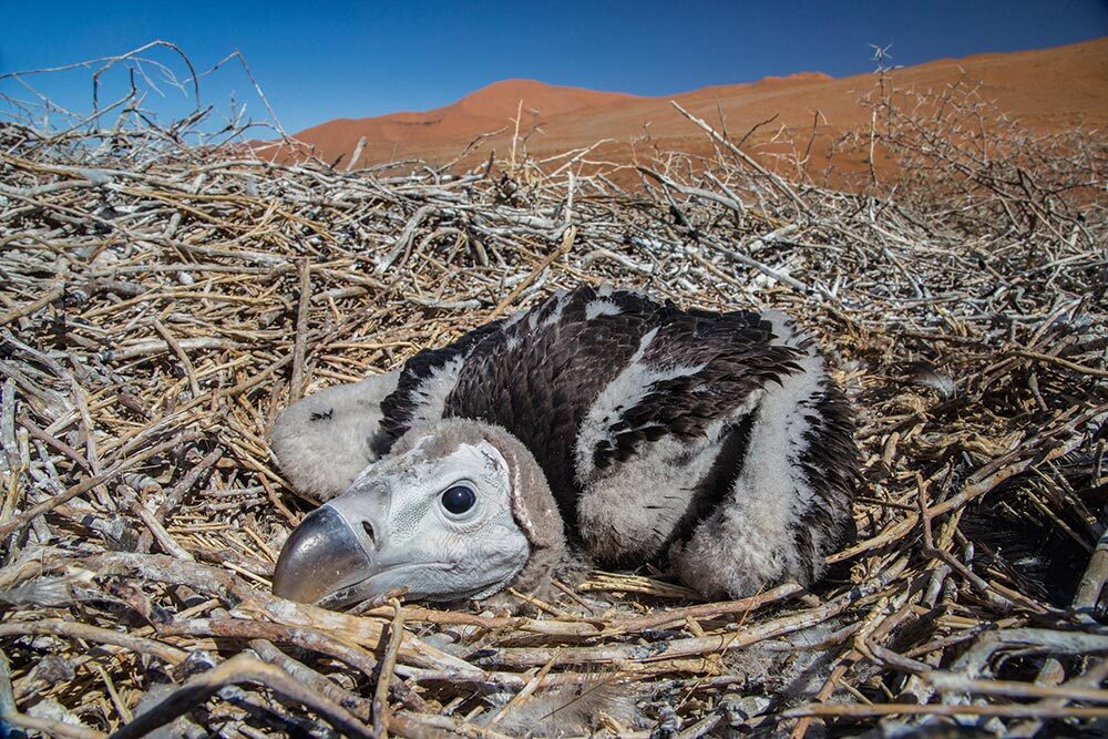 A juvenile lappet-faced vulture, an endangered species, lies in a nest in Namibia's Namib-Naukluft National Park.