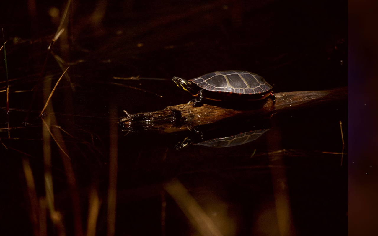 An eastern painted turtle basks at night on a fallen tree at Wyman Meadow Conservation Area in Bridgewater, Massachusetts.