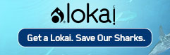 Lokai: Get a Lokai. Save Our Sharks. 