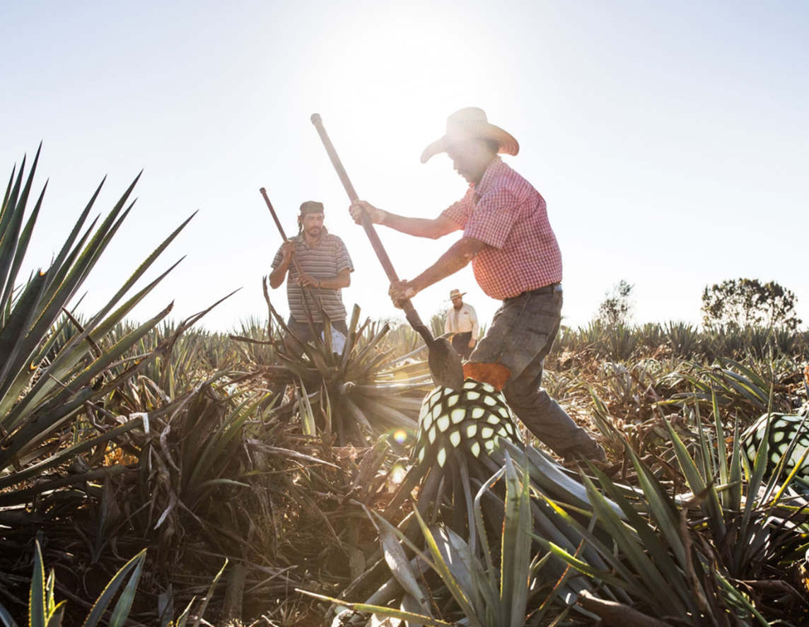 farmers harvesting agave plants