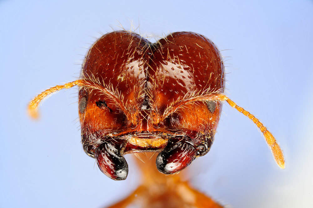 A picture of an ant's head facing the camera