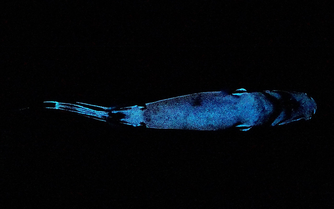 The bioluminescent blackbelly lanternshark, as seen from a view beneath the animal.