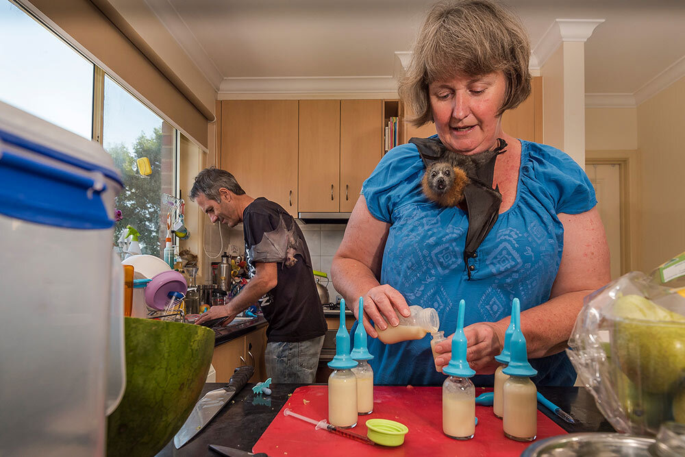 Julie and Graeme, two wildlife caretakers, prepare a meal for several recently orphaned gray-headed flying fox pups. In the wild the young would be hanging on their mother, but under care, they direct their affection and clinginess toward humans.