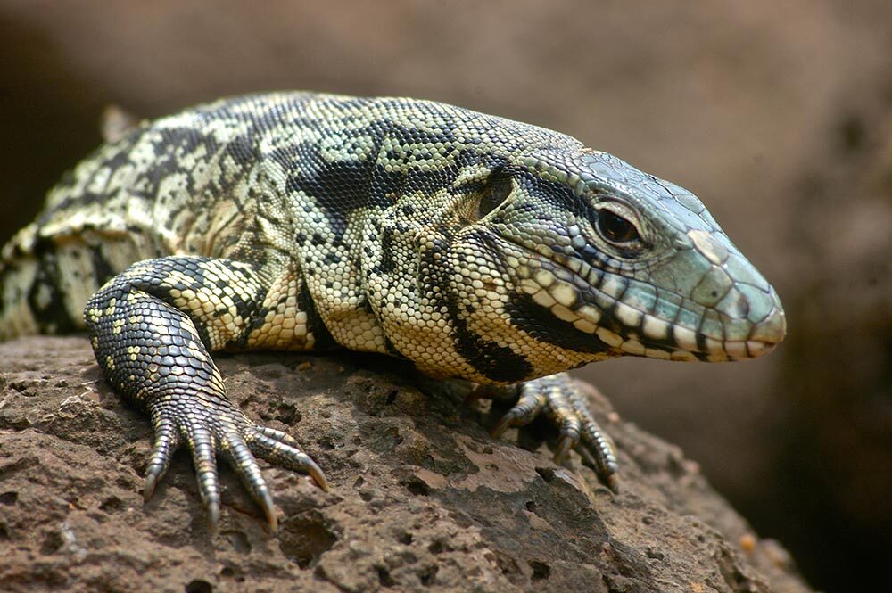 A black-and-white tegu lizard