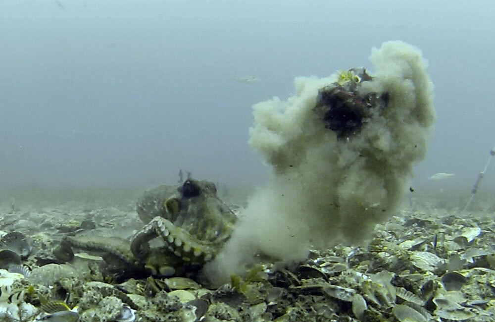 A picture of an octopus throwing debris