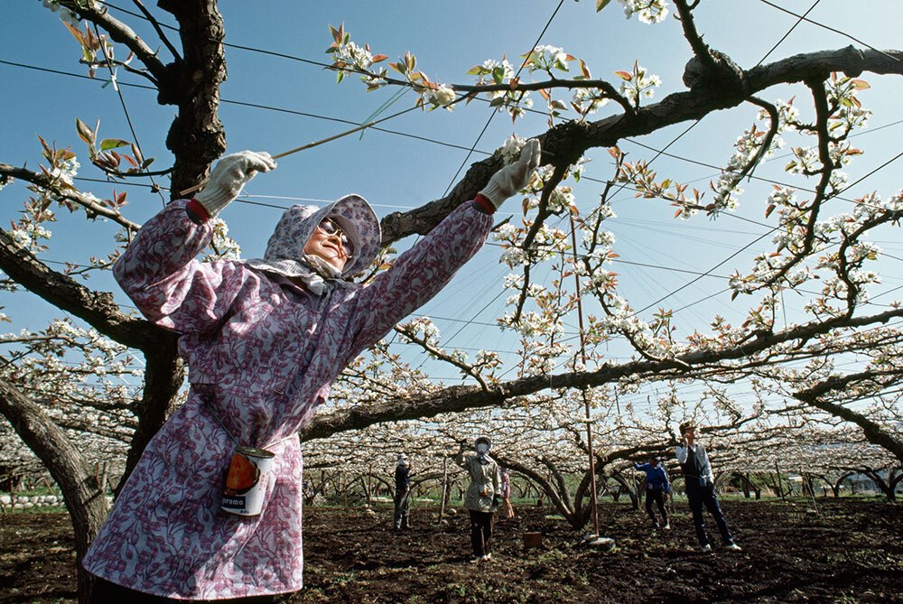 A woman pollinating a pear blossom