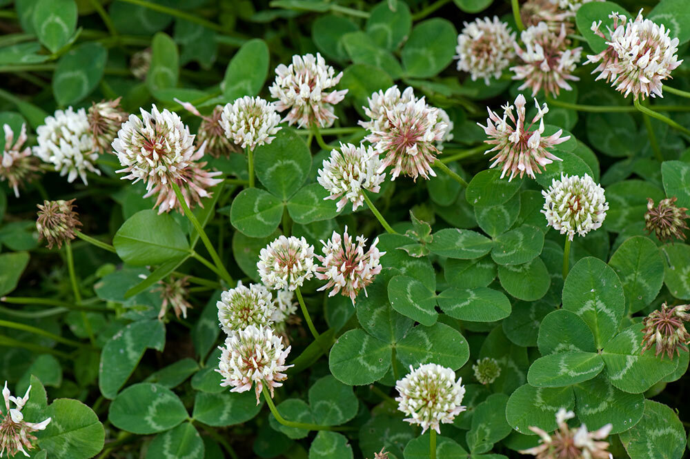 owering white clover, Trifolium repens, covers a pasture in Berkshire, UK. As drought becomes more prevalent, landscapers are looking to water-saving alternatives such as clover.