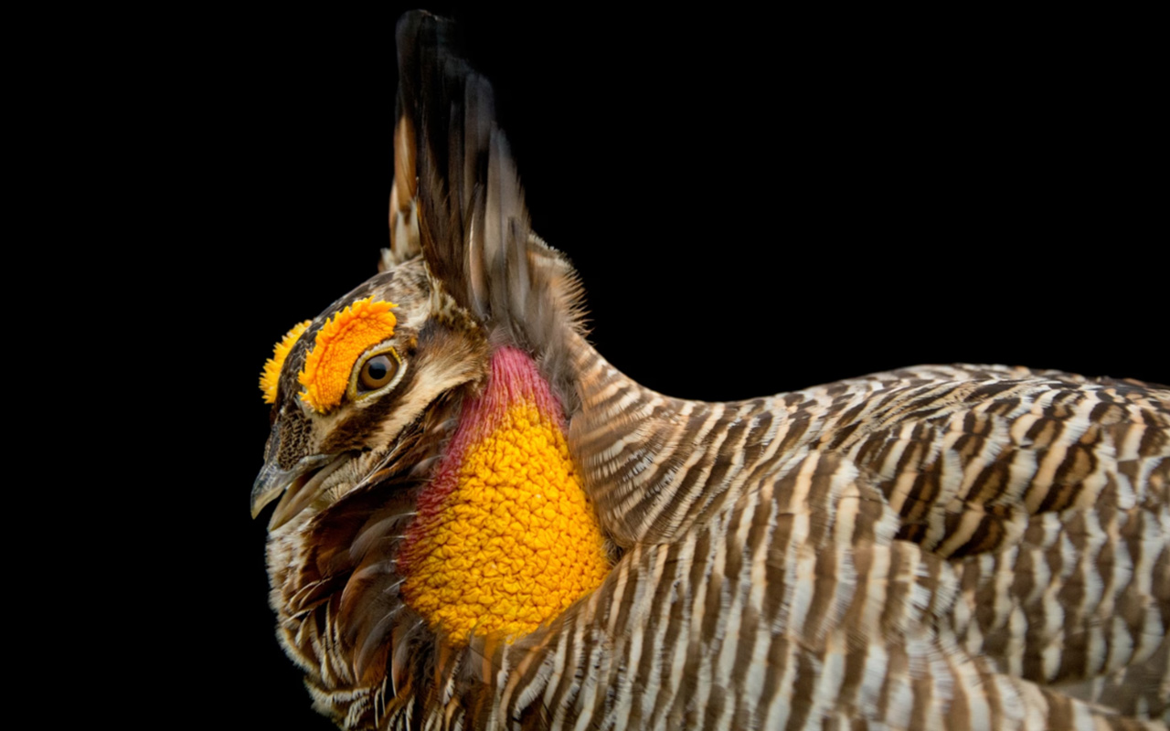 The male greater prairie chicken performs his “booming” display with a group of other hopeful suitors, called a lek.