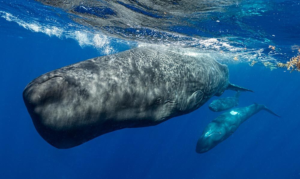 Two sperm whales swim in water near the surface.