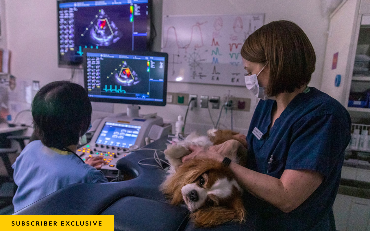 Veterinarian Vicky Yang and technician Kim Majoy examine the heart of a Cavalier King Charles Spaniel named Ace, who has mitral valve disease, at the Cummings School of Veterinary Medicine in Massachusetts.