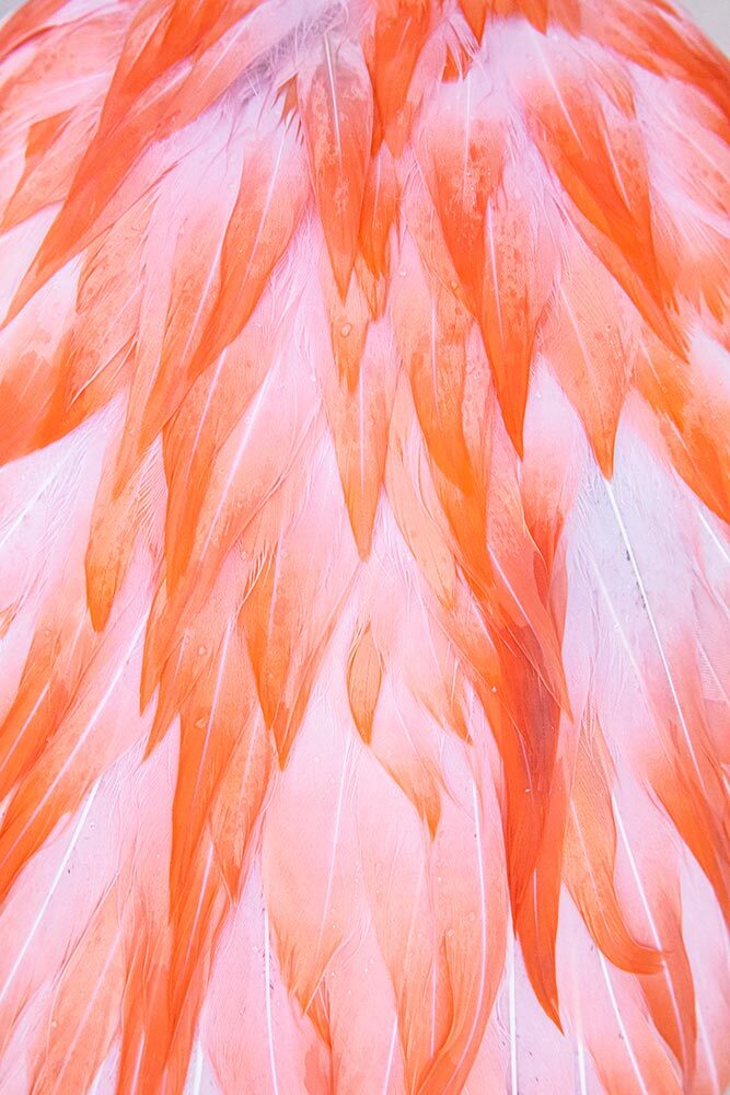 A close up of American flamingo feathers