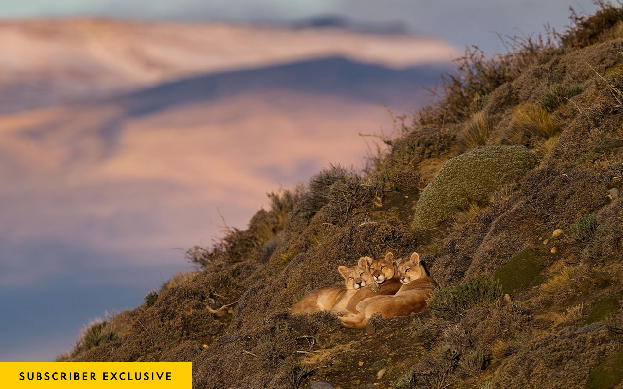 Pincushion shrubs and shards of rock don’t trouble the puma known as Sarmiento, at center, or her 11-month-old cubs, huddled up at the end of a winter’s day above Lake Sarmiento, near Chile’s Torres del Paine National Park.