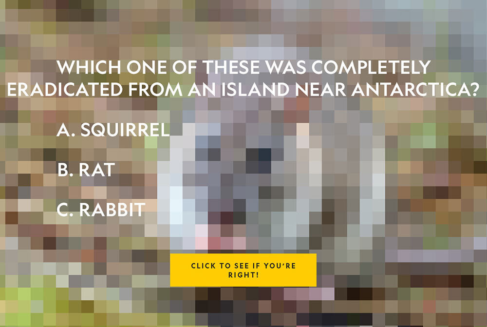 You tell us: Which animal was recently eradicated from an island near Antarctica? Click here for the answer,