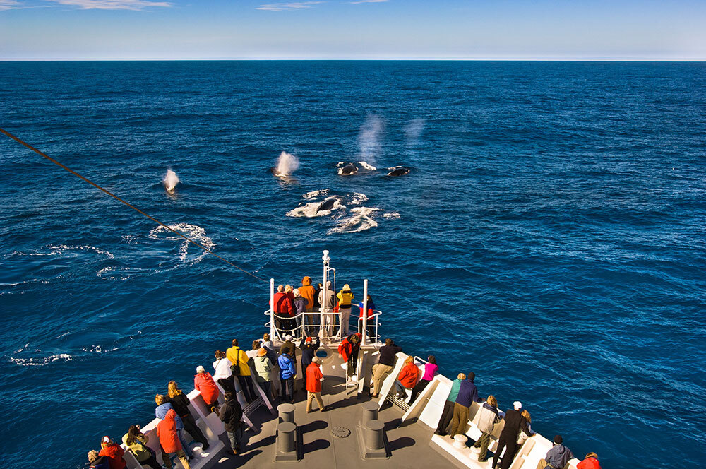 Whale watching in South Georgia Island