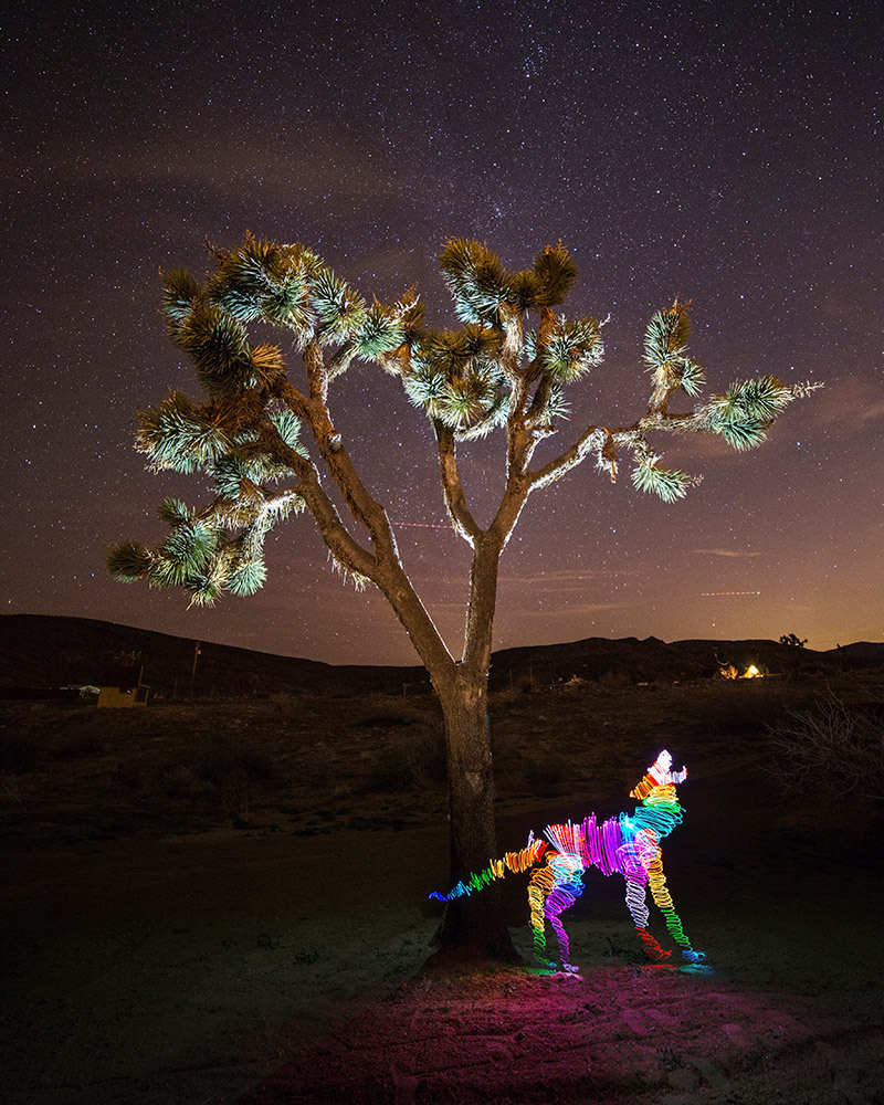 A light painting of a multicolored wolf howling under a tree