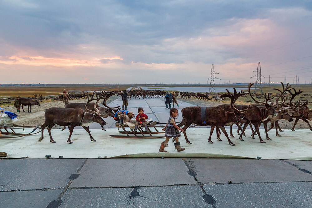 Sleighs pulled by reindeer cross a concrete pad