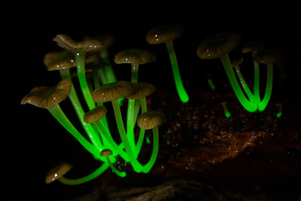 Images of glowing mushrooms in a rainforest