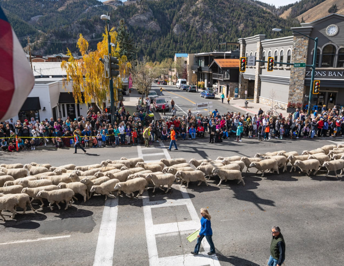 thousands of sheep walking through town at the Trailing of the Sheep Festival