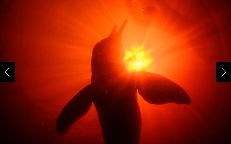 A pink dolphin or boto (Inia geoffrensis) perches upright in the water, waiting to receive a fish handout from a local dolphin tourism operator. The feedings are controversial—they provide better views for tourists but increase the reliance of the wild dolphins on humans.  