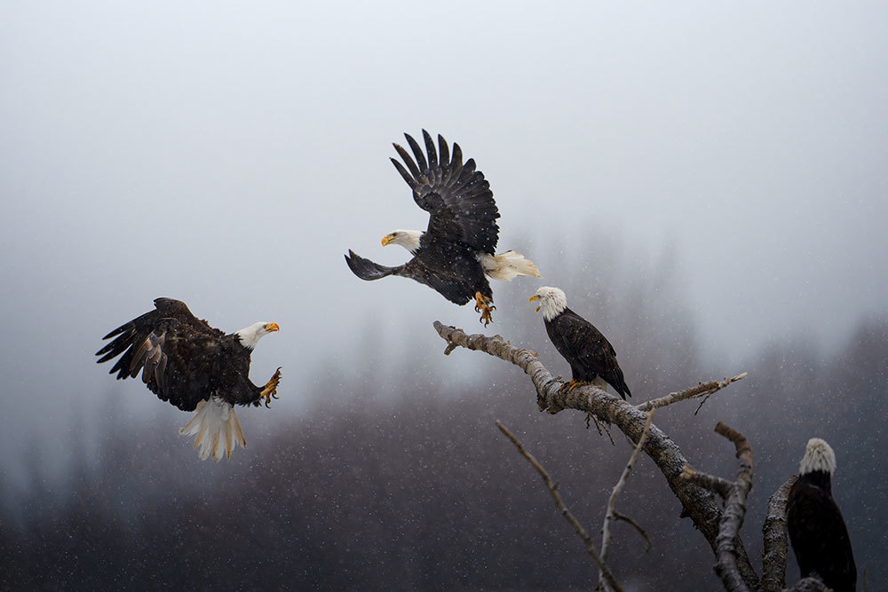 A picture of four bald eagles on and flying near a branch